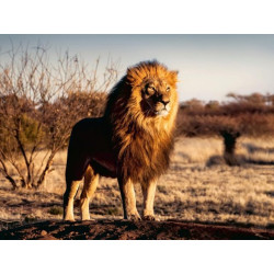 PUZZLE 1500 PEZZI  IL LEONE...