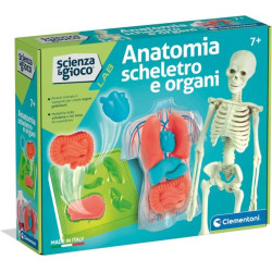 ANATOMIA SCHELETRO E ORGANI...